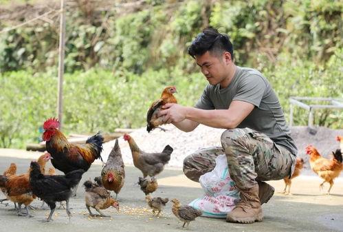 国产插鸡,创新科技引领农业现代化新篇章